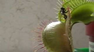 Herman The Venus Fly Trap vs. The Wasp (Bee)