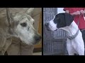 Perry County woman charged with animal cruelty denies mistreating her dogs Perry County woman charged with animal cruelty denies mistreating her dogs