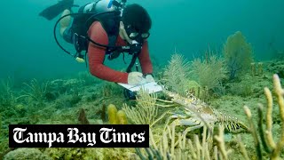 Scientists are trying to protect infant corals from hungry fish and that requires grasping at straws