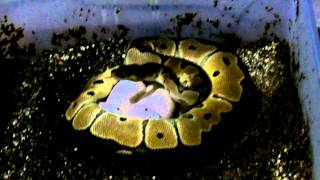 Famous A&D Exotic Constrictors FIRST ball python clutch ever! Wealth