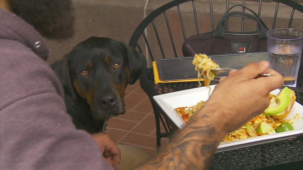 What Are The Rules For Dogs At Bars/Restaurants? YouTube