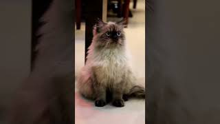 Download Lagu Zunea Zunea #himalayancat #cutecats #shorts MP3 Download Lagu Zunea Zunea #himalayancat #cutecats #shorts MP3