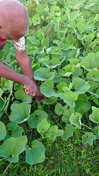 #song #farming #healthyfoodsongforkids #foodrelatedsong
