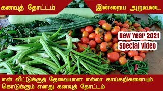 கனவுத் தோட்டம் | இன்றைய அறுவடை | My Dream Garden New Year 2021 Special Video