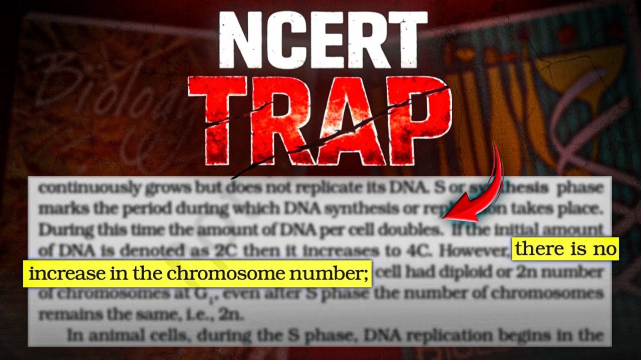 Эта ошибка деления клеток в S-фазе — любимая ошибка студентов NEET.