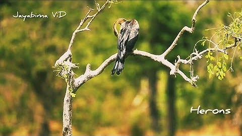 Kumana National Park Sri Lanka | Herons beautiful birds