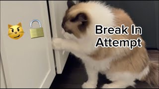 Ragdoll Cat Tries to Break Into Cabinet