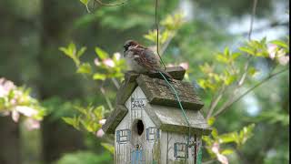 House Sparrow Bully