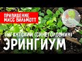Эрингиум гигантский / Eryngium giganteum / Biserok.ru