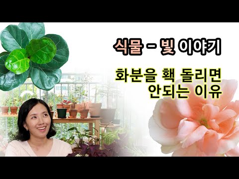 식물에게 꼭 필요한 빛 이야기!