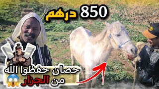 شريت حصان ملكي من سوق سطات وشوفوا الحصان لي نقدناه كان غدي يولي كفتة 😱😱 شريتوا غير ب 850 درهم 🫣