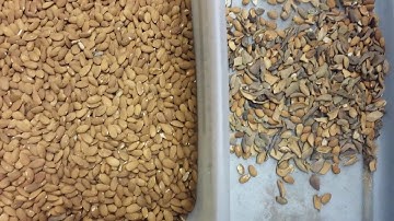 Satake EVOLUTION MIR Sorting Almond Meats Removing Hulls