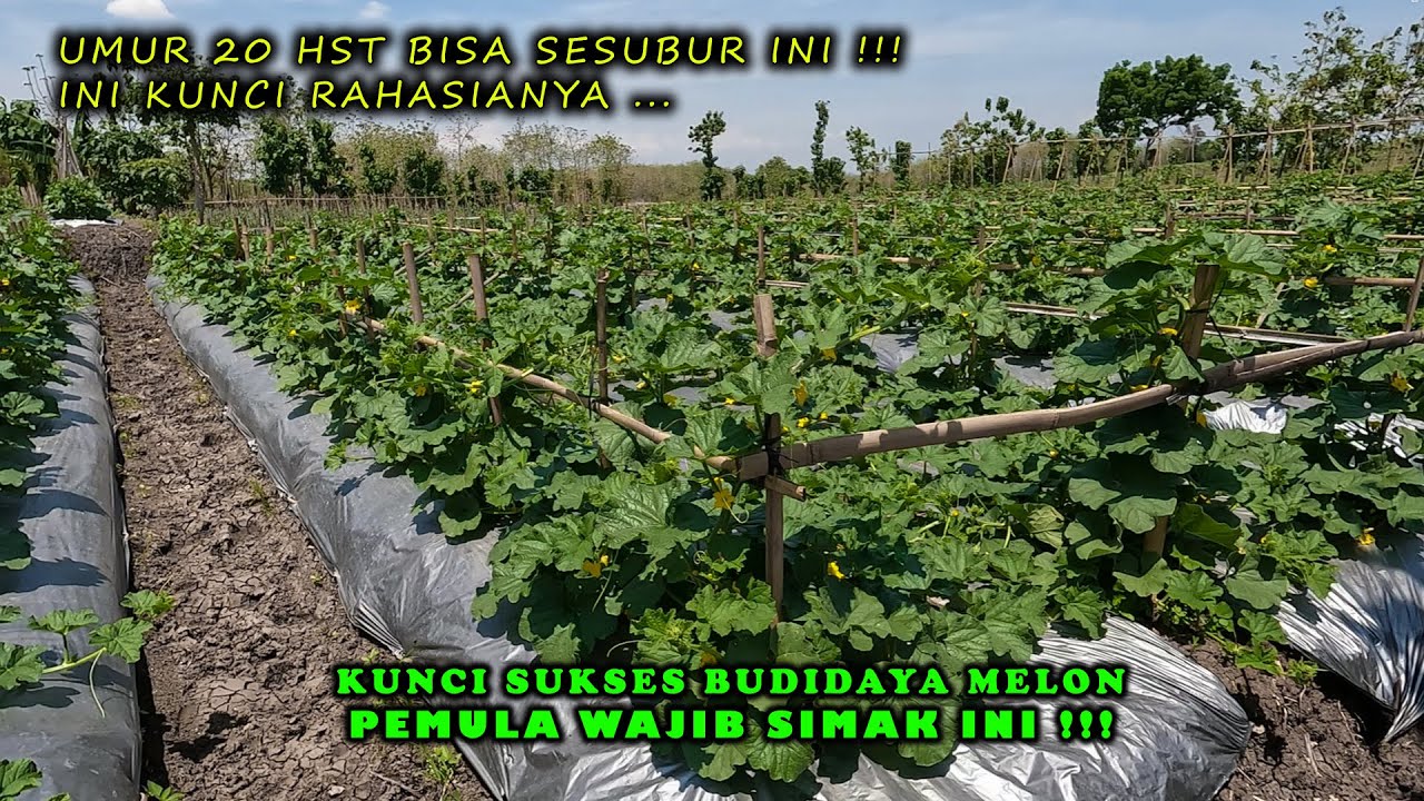 MELON SUBUR TAHAN KRITING, TAHAN JAMUR. PERAWATAN MELON UMUR 10-20 HST