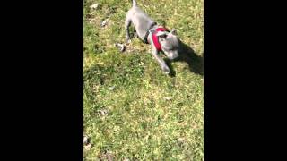 Hank's First Walk by grj131082 3,017 views 8 years ago 3 minutes, 9 seconds