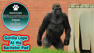 Exploring Gorilla Lopes' New Chapter At His Bachelor Pad
