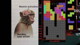 Neuron Activation