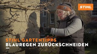 STIHL Gartentipps Winter: Blauregen zurckschneiden