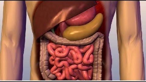 Human Body for class 3