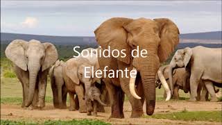 Efectos De Sonido De Animales Sonido De Elefante