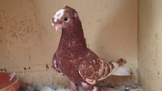 Узбекские бойные голуби 2020г (Али Франция) Pigeon culbutant Ouzbékistan