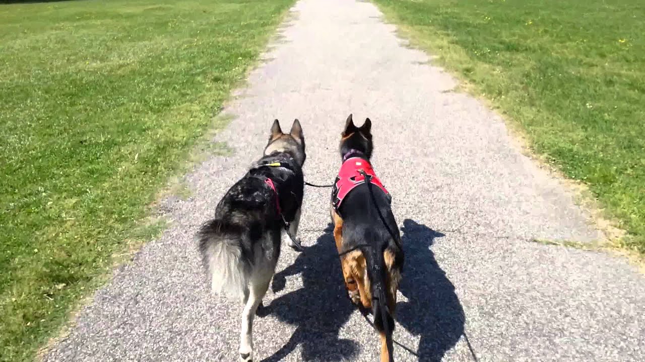 Urban mushing...bikejoring! YouTube