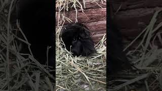 LOVELY GUINEA PIGS 🐹 #youtubeshorts #guineapig #animals #cute #pets