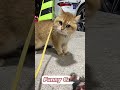 Cat vs cat #cat #funnyanimals #viral #entertaininganimals #pets #funny #animals #funnycatches