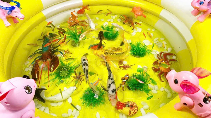 Let's explore what fish and sea creatures there are:sharks,jellyfish#goldfish#animals#viral videos