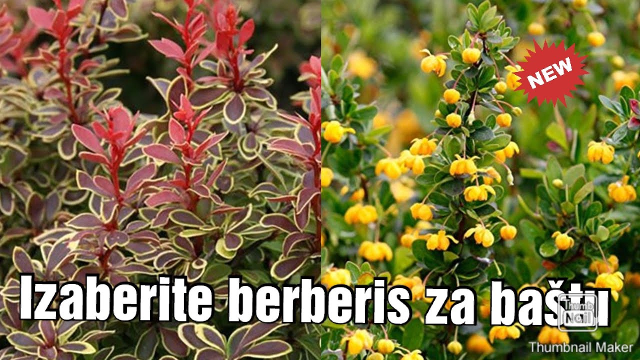 Kako da izaberete najbolje sorte berberisa za vašu baštu