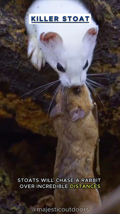 Serial Killer Stoat: The Fearless Hunter of the Animal Kingdom! 🐱 #nature   #wildlife   #stoat