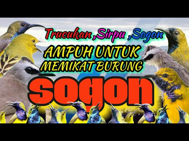 SEMUA SOGON pasti turun dengan suara ini.mp3 pikat sogon dan segala burcil class=