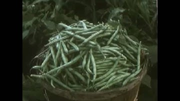 Bird Ensemble - Part I No. 4