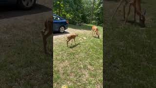 Loudest fawn ever, bleating