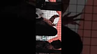 Donu Donusong S From Maari Movie Starringdhanush And Kajal Aggarwalin Lead Rolesbad Beatz