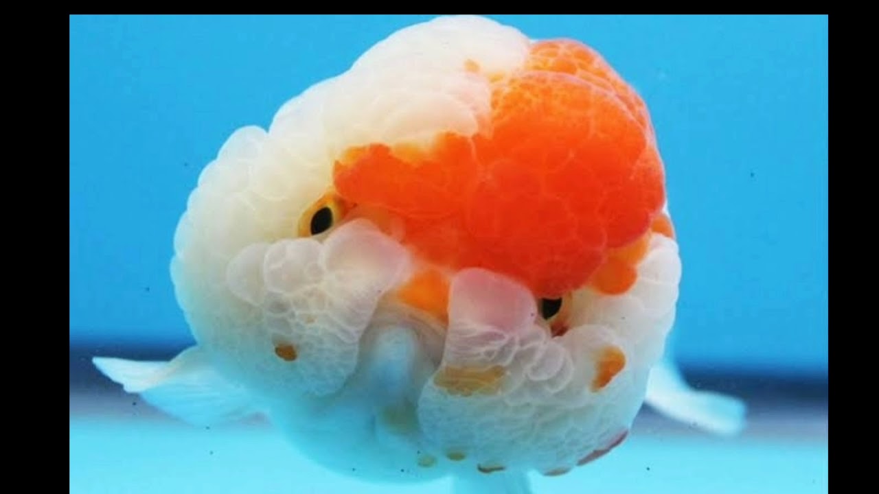 10 different types of fancy goldfish YouTube