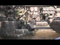 リニューアルしたジャングルクルーズ　Jungle adventure