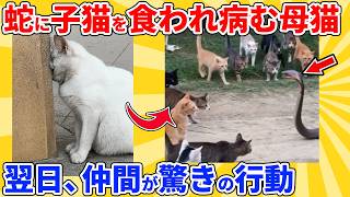 【2ch動物スレ】ヘビに子猫を食われて病む母猫→翌日、仲間がまさかの行動に