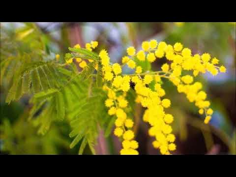 Как выглядит растение мимоза