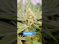 Gesunde Pflanze an Tag 44 in Living Soil von Couple of Plants