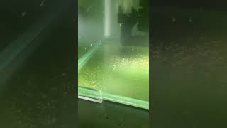 Печальный опыт (урок разведения) креветки Амано. #креветкиамано массовый падеж креветки