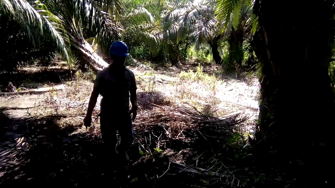 Pemusnahan tawon madu part 2 