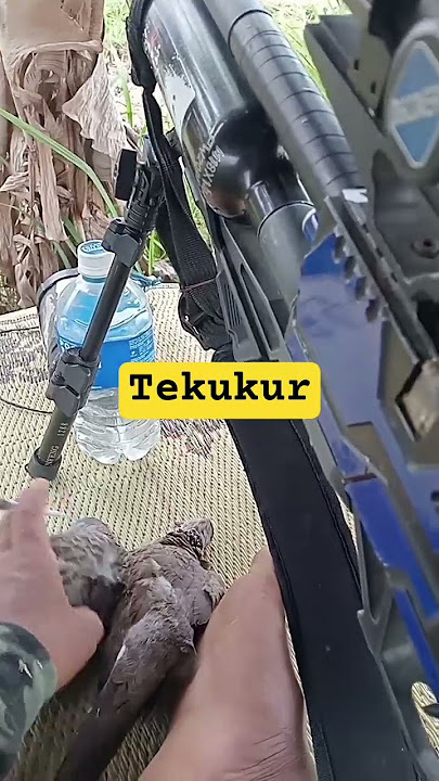 nyerang tekukur@huntingfishing6095 #hunting #pikat #fishing #tekukurliar #animals #ayamhutan