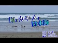 新曲『俺とカモメと日本海』伊達悠太 カラオケ 2018年8月15日発売
