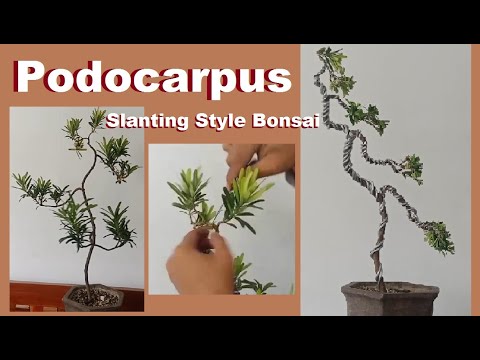 Wiring a slanting style Podocarpus Bonsai - YouTube