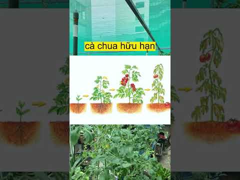 Video: Thông tin về cà chua Nữ hoàng trắng: Cách trồng cây cà chua nữ hoàng trắng