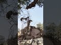 ek din mehnat rang layegi #viral #funny