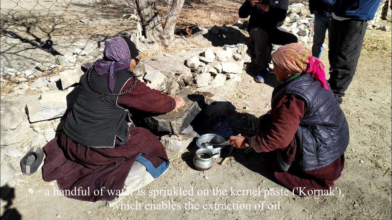 Apricot kernel oil extraction by Traditional Method in Leh Ladakh