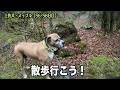 雨の日にロイおじ騙して散歩に連れ出す【土佐犬56 58日目】