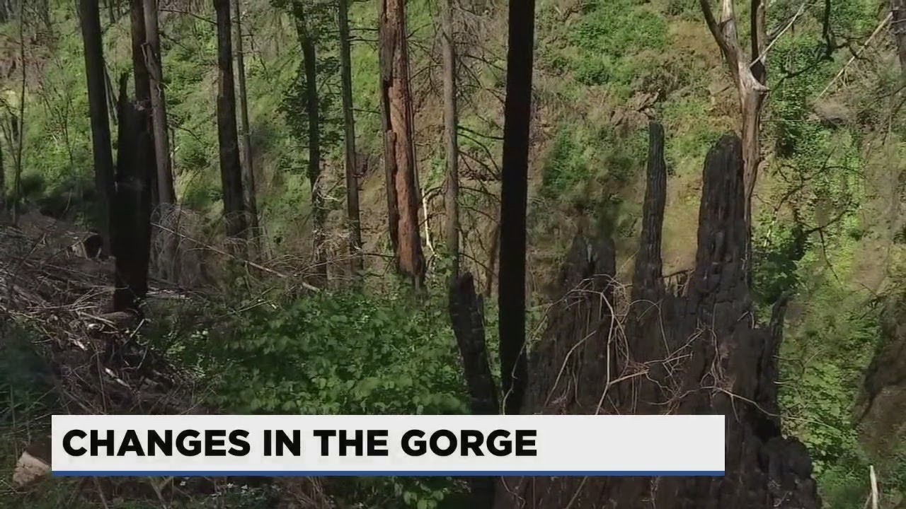 Portland Mountain Rescue: Stay on trail if you’re hiking in the Gorge