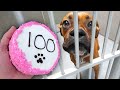 Baking 100 Dog Cakes For Homeless Dogs!